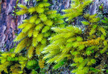 Moss. The texture of the fresh green moss