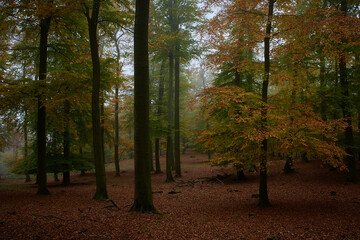 Fototapeta premium Amazing Carpathian forest in the fog, Slovakia