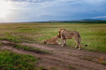  lions couple in the savannah of Kenya