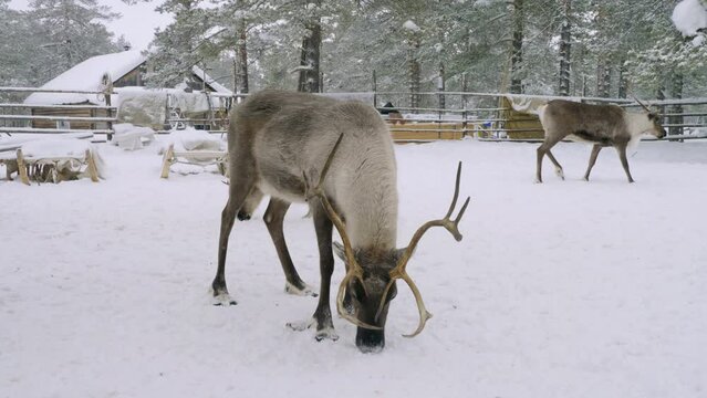 Western Siberia, reindeer in the corral eat fish.