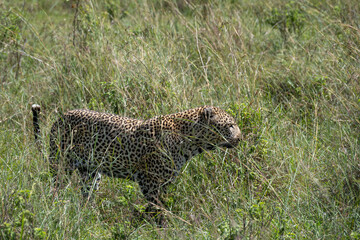 Leopard big cats in the wildernes of the Masai Mara
