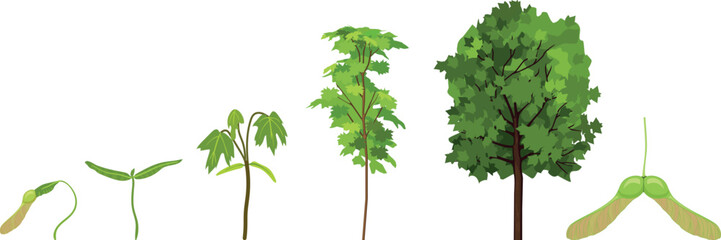 Fototapeta premium Life cycle of maple tree (Acer platanoides). Growth stages from samara fruit and sprout to old tree with green crown isolated on white background