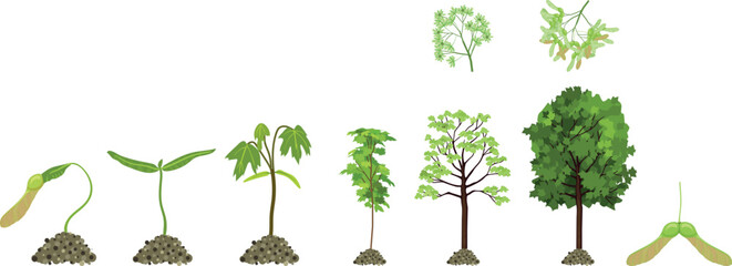 Life cycle of maple tree (Acer platanoides). Growth stages from samara fruit and sprout to old tree with green crown isolated on white background