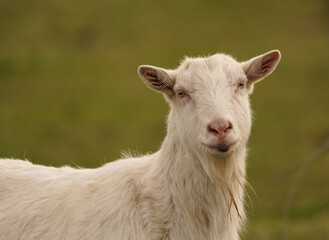 A white goat in a pasture, looking at you
