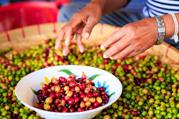 The process of sorting the quality and color of coffee beans by hand of farmer.