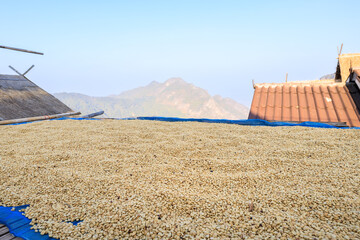 coffee beans drying sunlight on house roof at community north of Chiang Rai, Thailand - obrazy, fototapety, plakaty