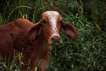 beautiful cow in a field