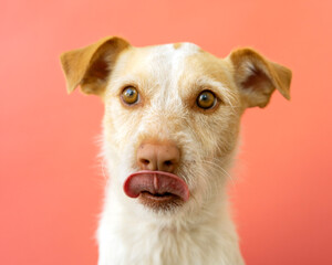 Portrait of a podenco breed dog on a red background. dog sticking out tongue	