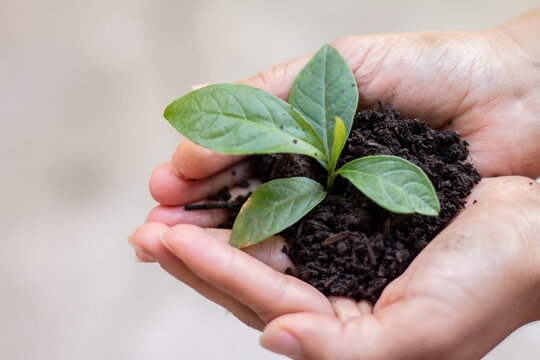 Starting a green shift: Women's hands saving a plant on Earth Day