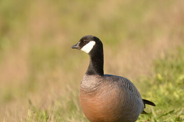 Cackling Goose