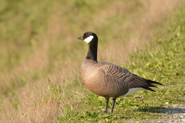 cackling goose standing on the grass