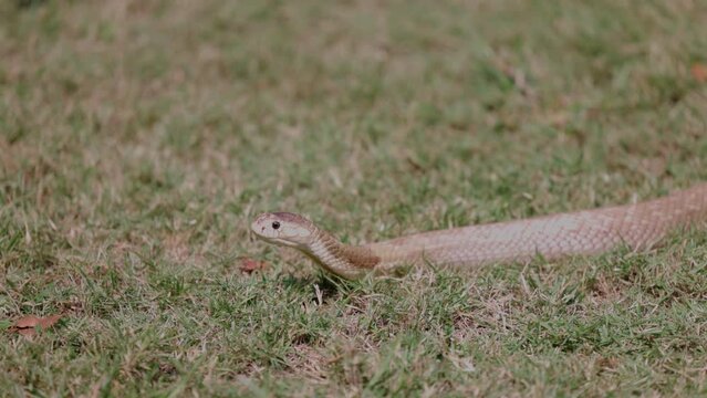 Snake wiggle crouching on the green grass.