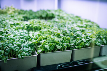beautiful green micro-pods in pots