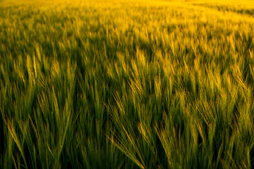 Green barley field on background under sunlight in summer. Agriculture, agricultural process. Cereals growing in a fertile soil.