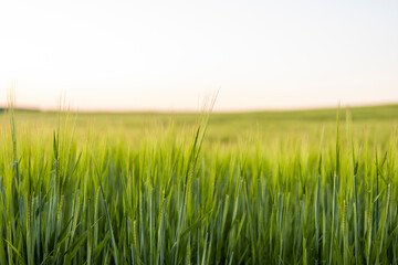 Barley field against the blue sky. Ripening ears of barley field and sunlight. Crops field. Field landscape.