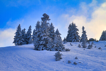 Obraz premium frozen trees