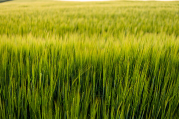 Green barley field under sunlight in summer. Agriculture. Cereals growing in a fertile soil.