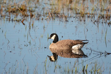 Cackling Goose on blue water - reflection