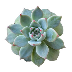 succulent isolated	top view 
