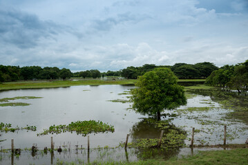 Floods in Colombian cattle grazing field