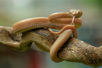 snake on a branch