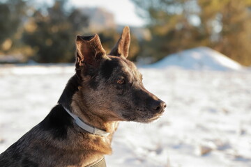 Retrato de un perro en la nieve al atardecer.