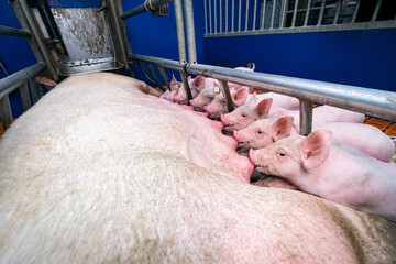 Saugferkel an den Zitzen der Sau, in einer Bewegungs - Abferkelbucht.