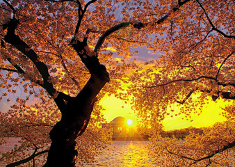 Cherry Blossom Sunrise