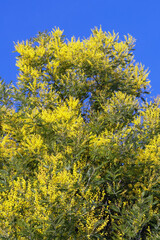 Bright yellow flowers of Acacia dealbata tree against blue sky