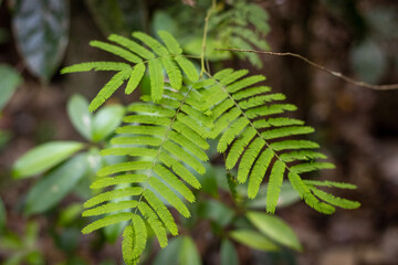 fern leaves