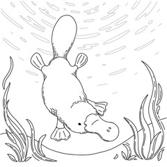 Cute australian platypus diving and swimming. Coloring page for kids. Learning animals with fun and joy. Vector black and white line illustration.