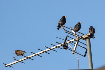 Common starling