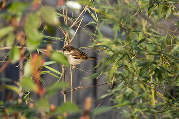 House sparrow
