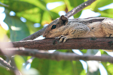 squirrel in the tree