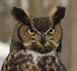 Grand duc d'Amérique, oiseau ambassadeur dans un centre de réadaptation d'oiseaux de proie,...