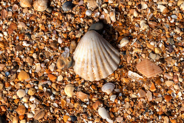 Clam shells on the beach as a background. Top view.