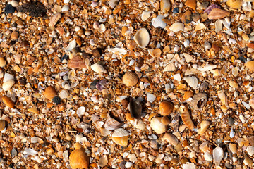 Clam shells on the beach as a background. Top view.