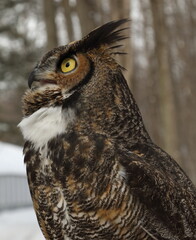 Grand duc d'Amérique, oiseau ambassadeur dans un centre de réadaptation d'oiseaux de proie, Québec, Canada
