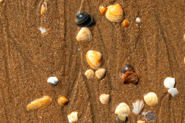 Clam shells on the beach as a background. Top view.