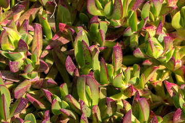 Ice Plant (Carpobrotus chilensis), as a background. It has long stems and fleshy leaves, which are triangular in cross section. Its flowers are magenta in color .