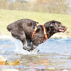 brown Labrador Retriever at the water,