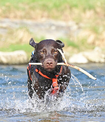 brown Labrador Retriever at the water,