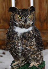 Grand duc d'Am&eacute;rique, oiseau ambassadeur dans un centre de r&eacute;adaptation d'oiseaux de proie, Qu&eacute;bec, Canada