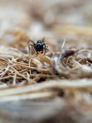 Hormiga recogiendo ramas macro mostrando las mandíbulas
