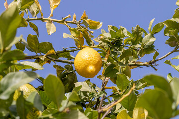 Lemons on the tree. In the background the blue sky.