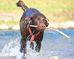 brown Labrador Retriever at the water,