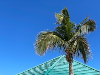 Fototapeta na wymiar palmier et toiture dominicaine
