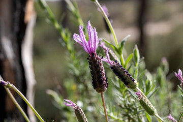 Lavandula Stoecha is a variety of lavandula of low height and high density. 