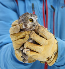 Petite Nyctale en voie d'&ecirc;tre remise en libert&eacute; apr&egrave;s un s&eacute;jour en centre de r&eacute;adaptation d'oiseaux de proie