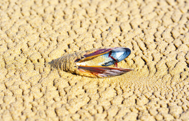 Organic Beauty: Mussel Shell on Natural Sand Background
